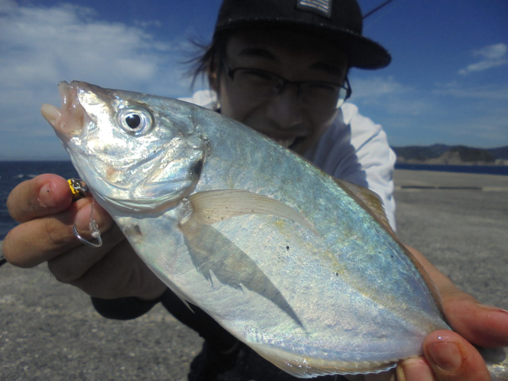 シマアジ（幼魚）