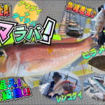 甘鯛＋タイラバ！舞鶴ディープアマラバ！！