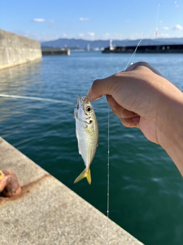 マアジ