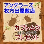 ７月5日（土）枚方出屋敷店　カブトムシイベント